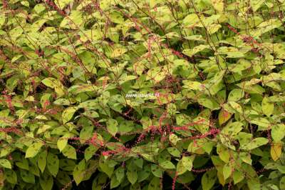 Persicaria filiformis (=Polygonum),Duizendknoop