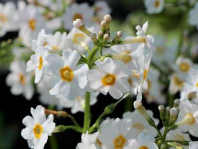 Primula japonica 'Alba', Sleutelbloem