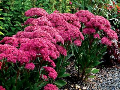 Sedum telepium 'Mr Goodbud', ® Vetkruid