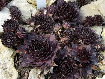 Sempervivum 'Dark beauty', Huislook