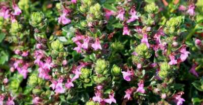 Teucrium chamaedrys 'Nanum', Gamander