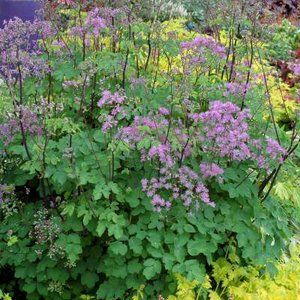 Thalictrum aq. 'Black Stockings', ® Ruit