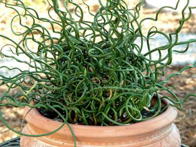 Juncus effesus Spiralis', Rus