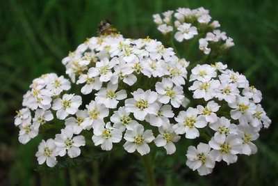 Achillea millefolium, Duizendblad