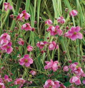 Anemone hybr. 'Hadspen Abundance', Anemoon