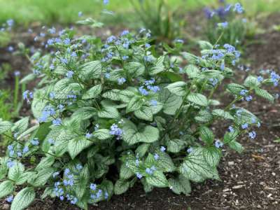 Brunnera macrophylla 'Sea Heart', ® Kaukasische vergeet-mij-niet