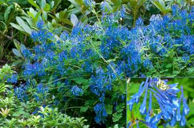 Corydalis elata, Helmbloem