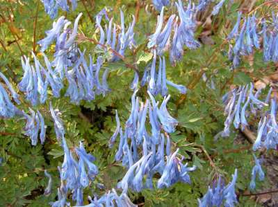 Corydalis flexuosa 'Porcelain Blue', ® Helmbloem