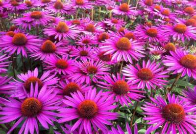 Echinacea pur. 'Pica Bella', zonnehoed