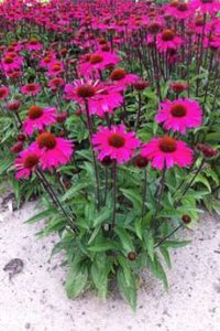 Echinacea 'Sunseekers Magenta' P9, ® Zonnehoed