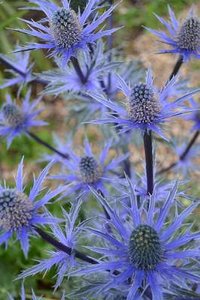 Eryngium zabelii 'Big Blue', ® Kruisdistel