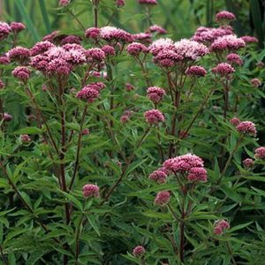 Eupatorium cannabinum, Leverkruid