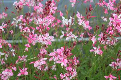 Gaura lindheimeri 'Rosy Jane', Prachtkaars