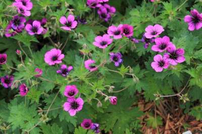 Geranium 'Dragon Heart', Ooievaarsbek