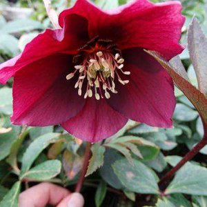 Helleborus orientalis 'Pretty Ellen Red', Lenteroos, Nieskruid