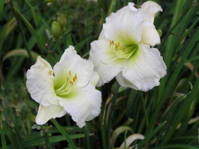 Hemerocallis 'Gentle Shepherd', Daglelie