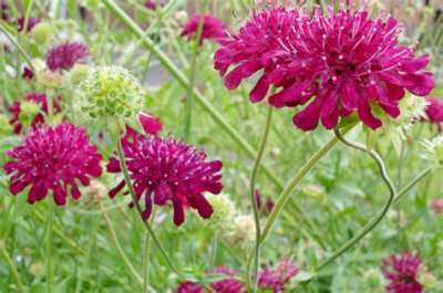 Knautia macedonica 'Mars Midget', Beemdkroon