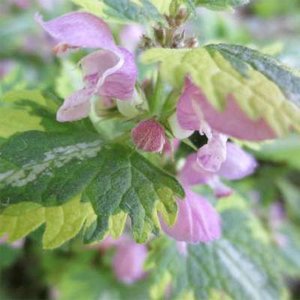 Lamium maculatum 'Anne Greenaway', Dovenetel