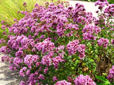 Origanum laevigatum 'Rosenkuppel', Marjolein