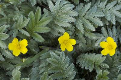 Potentilla anserina, Zilverschoon