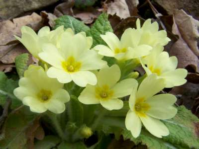 Primula vulgaris (acaulis), Sleutelbloem