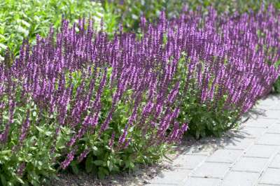 Salvia nemorosa 'Amethyst', siersalie