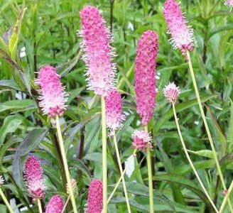 Sanguisorba officinalis 'Pink Tanna', Pimpernel