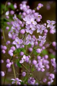 Thalictrum delavayi 'Splendide', ® Ruit