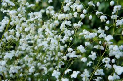 Thalictrum delavayi 'Splendide White', Ruit