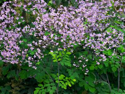 Thalictrum 'Elin', Ruit