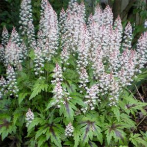 Tiarella 'Sugar and Spice', ® Perzische muts