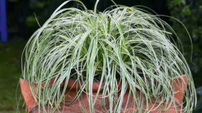 Carex 'Feather Falls', Zegge