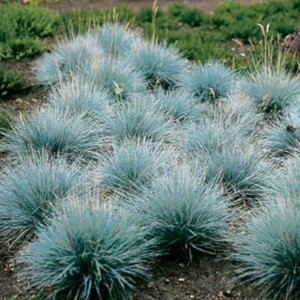 Festuca glauca 'Eisvogel', Zwenkgras