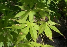 Acer palmatum, 150-175 Kluit, Japanse esdoorn