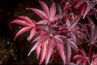 Acer palmatum 'Skeeter's Broom', 175-200 25L meerstammig