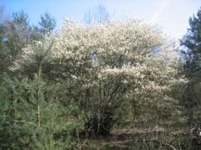 Amelanchier lamarckii, 80/100 Kluit, Krentenboompje