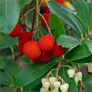 Arbutus unedo, 3L aardbeiboom