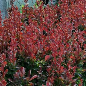 Berberis thunbergii 'Red Rocket', 25/30 Japanse zuurbes