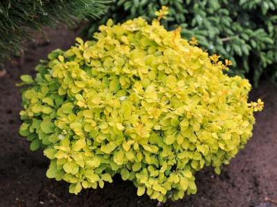 Berberis thunbergii 'Tiny Gold', 20/25, Japanse zuurbes ®