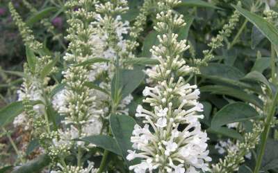 Buddleja argus white, 40/60 Vlinderstruik ®