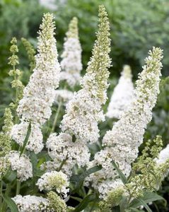 Buddleja dav. 'Nanho White', 40-60 3L Vlinderstruik