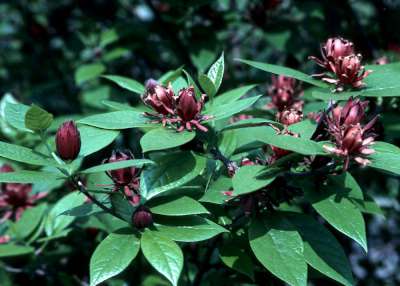 Calycanthus floridus, 50-60 Kluit, meloenboompje