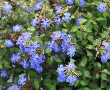 Ceratostigma willmottianum, 30-40 3L, Loodkruid