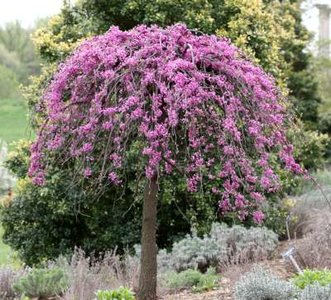 Cercis can. 'Lavender Twist', 175/200 7.5L, Judasboom