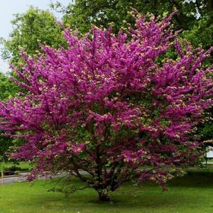 Cercis siliquastrum, 80/100 Kluit, Judasboom