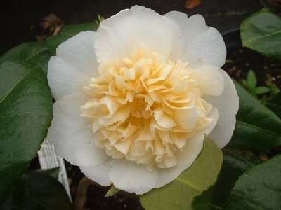 Camellia jap. 'Brushfield's Yellow', 60-80  5L, Japanse roos