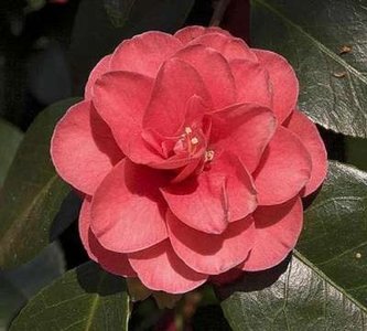 Camellia jap. 'Lady Campbell', 60-80 5L, Japanse roos