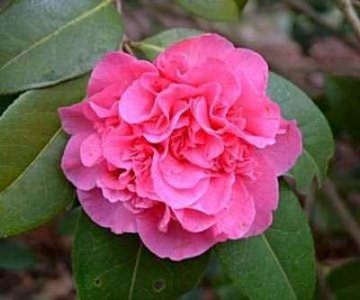 camellia will. 'Debbie', 60-80 5L, Japanse roos