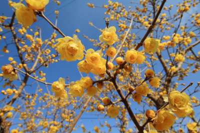 Chimonanthus praecox, 50-60 Winterzoet