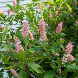 Clethra alnifolia 'Ruby Spice', 3L Schijn-Els